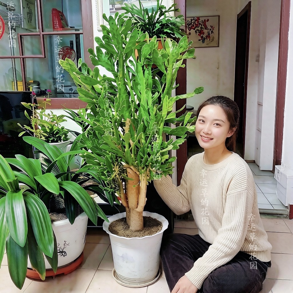 千手观音仙人掌千佛手开花老桩好养树型盆栽夏季大型绿植室内盆栽