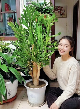 仙人掌千手观音盆栽绿植甲醛开花