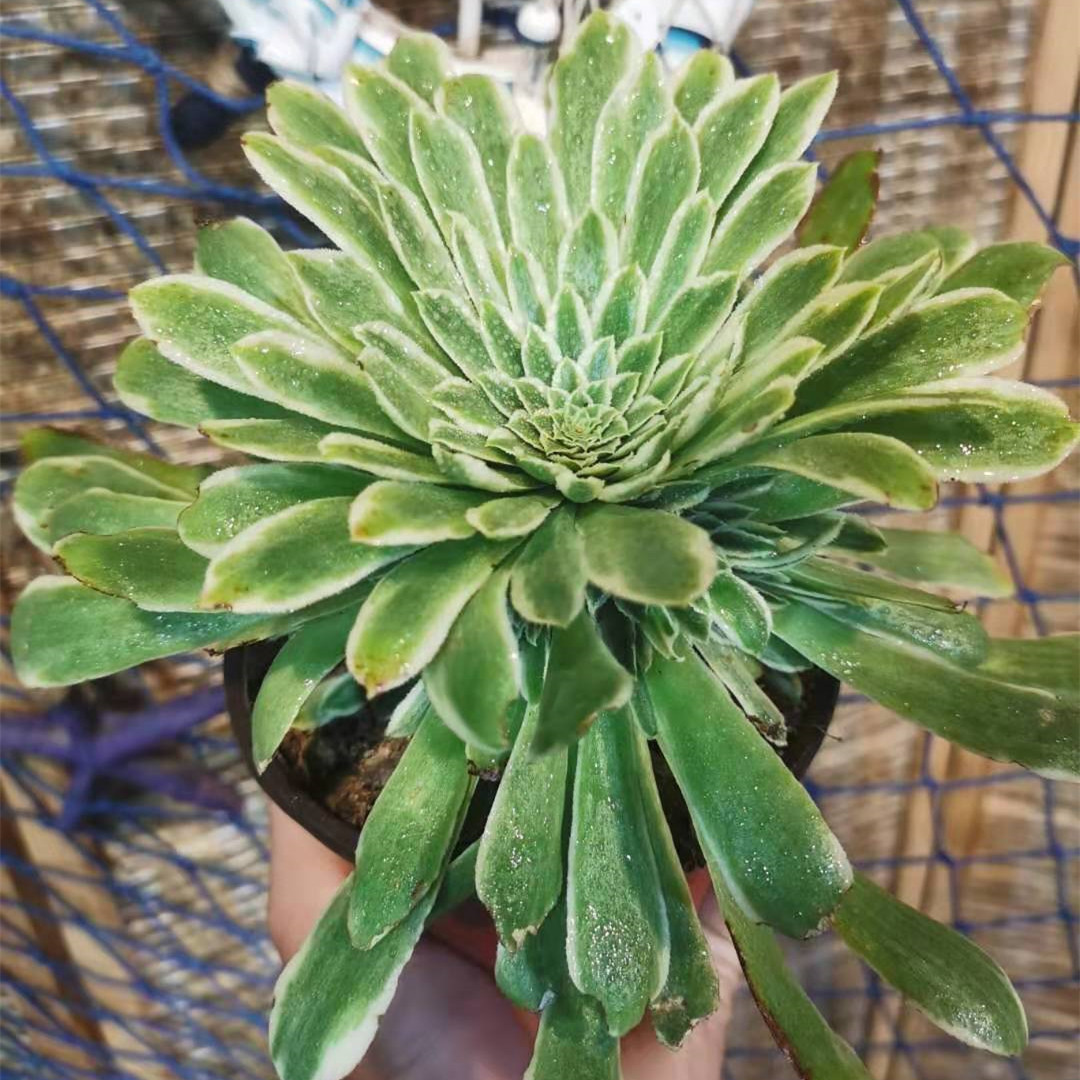 翡翠冰老桩手捧花阳台多肉植物