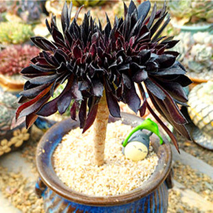 花火花红I 直播间补邮费链接 运费链接