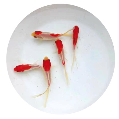 红白草金锦鲫冷水观赏鱼好养易活