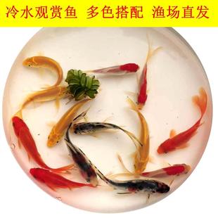 冷水好养小型淡水观赏鱼耐活懒人混养草金金鱼锦鲫耐寒好养下金鱼