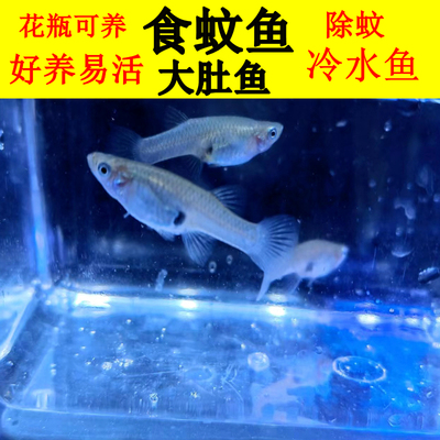 小型鱼饲料鱼冷水淡水好养食蚊鱼