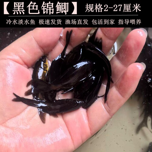 黑色草金淡水观赏活体鱼