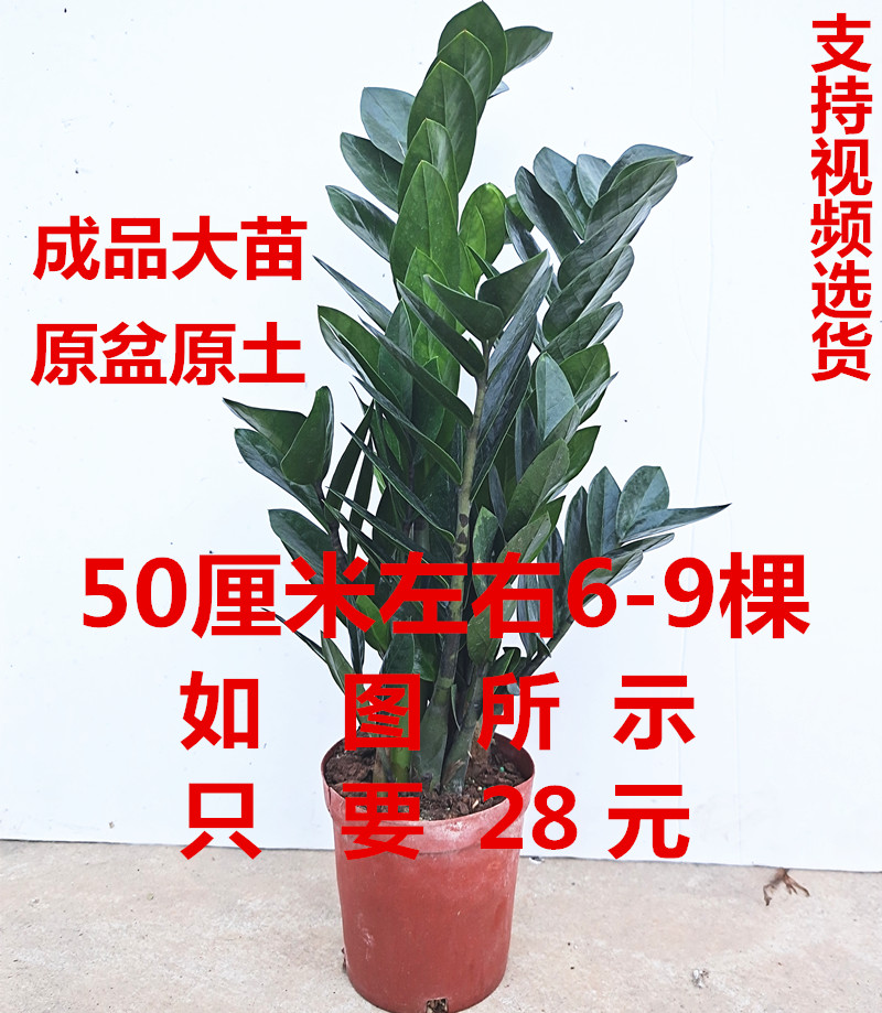 金钱树盆栽 开业绿植 四季常青 成品大苗 净化空气 耐旱植物 包邮