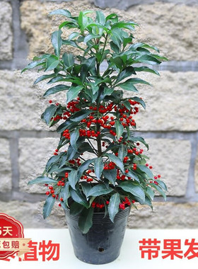 富贵籽盆栽带果发货黄金万两室内盆栽金玉满堂富贵子盆景耐寒花卉