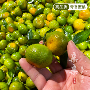 巴西进口纯甜青香蜜桔苗风味浓郁甜如蜜罐青香蜜橘树苗可盆栽桔树