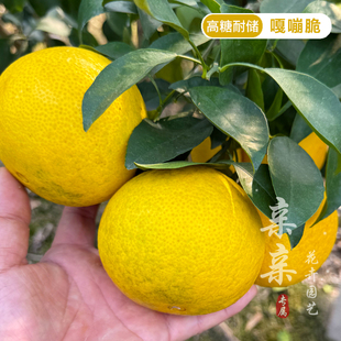 桔柚杂交柑橘树苗新品种嘎嘣脆苗高糖脆甜汁多化渣皮薄丰产耐储运