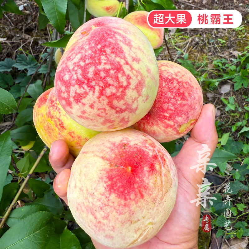 早熟大果超甜脆桃霸王桃苗
