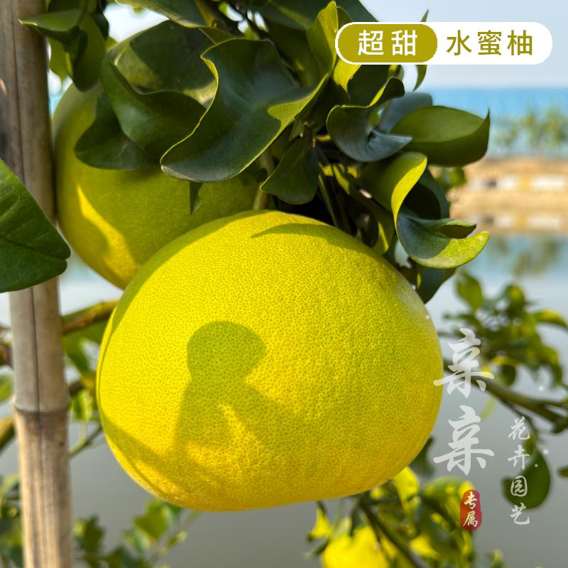 玉环文旦柚苗特大果苗嫁接
