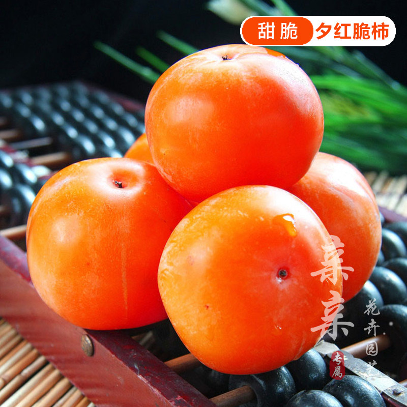 夕红脆柿树苗柿子树苗新品种夕红甜柿苗柿子苗汁多味甜脆树上脱涩