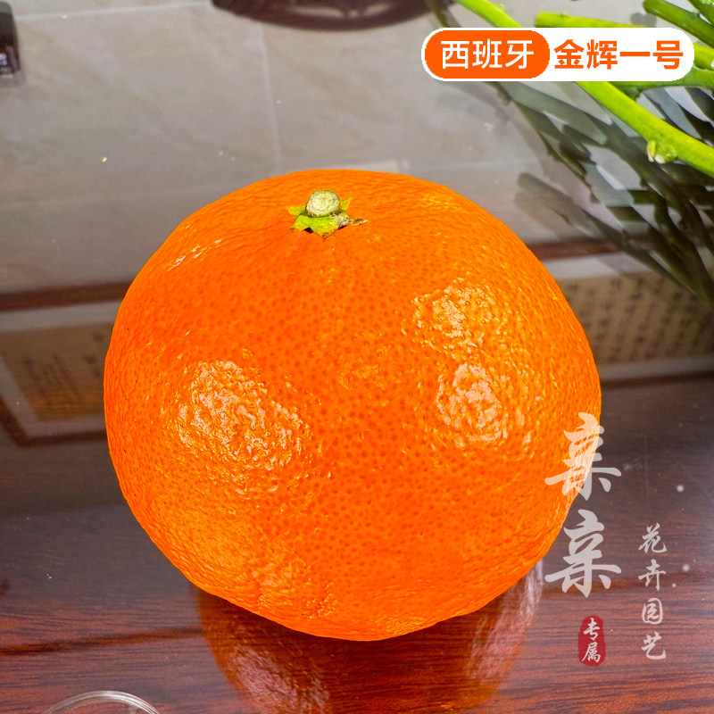 西班牙全新柑橘品种金辉一号桔树苗桔子树苗桔苗口感细腻纯甜无酸
