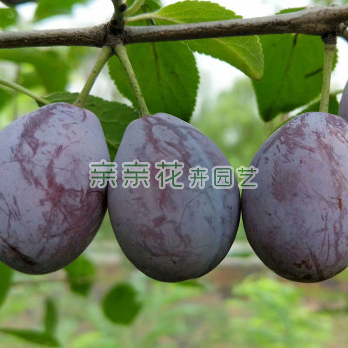 湖南果树苗果苗美特佳西梅李苗西梅李树苗李子树苗浓甜耐储西梅苗