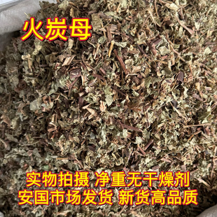 安国中药材市场 火炭母草火炭星赤地利新鲜火炭藤干白饭藤信饭藤