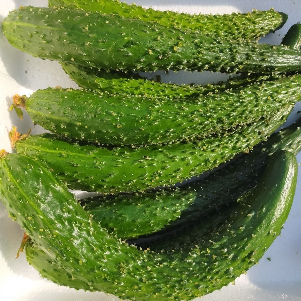 应季农家青瓜新鲜刺黄瓜脆嫩爽口凉拌热炒家常蔬菜产地发货包邮