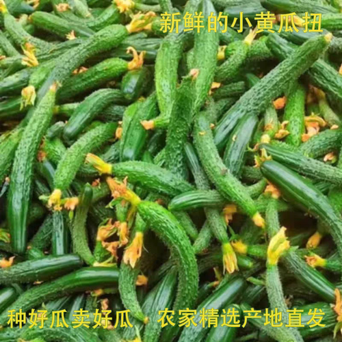 新鲜拇指小黄瓜迷你带刺手工腌制