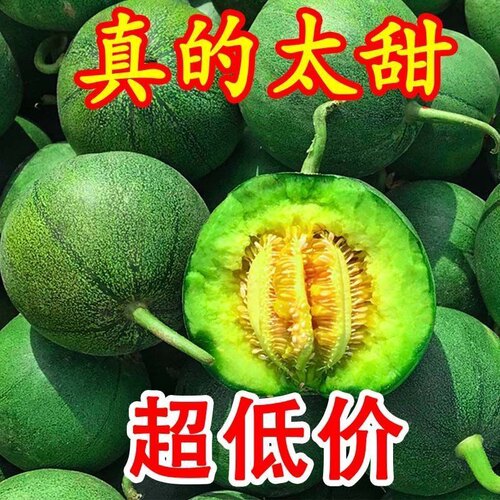 山东绿宝甜瓜脆酥可口新鲜水果时令香瓜5斤应季超甜甜瓜现摘现发