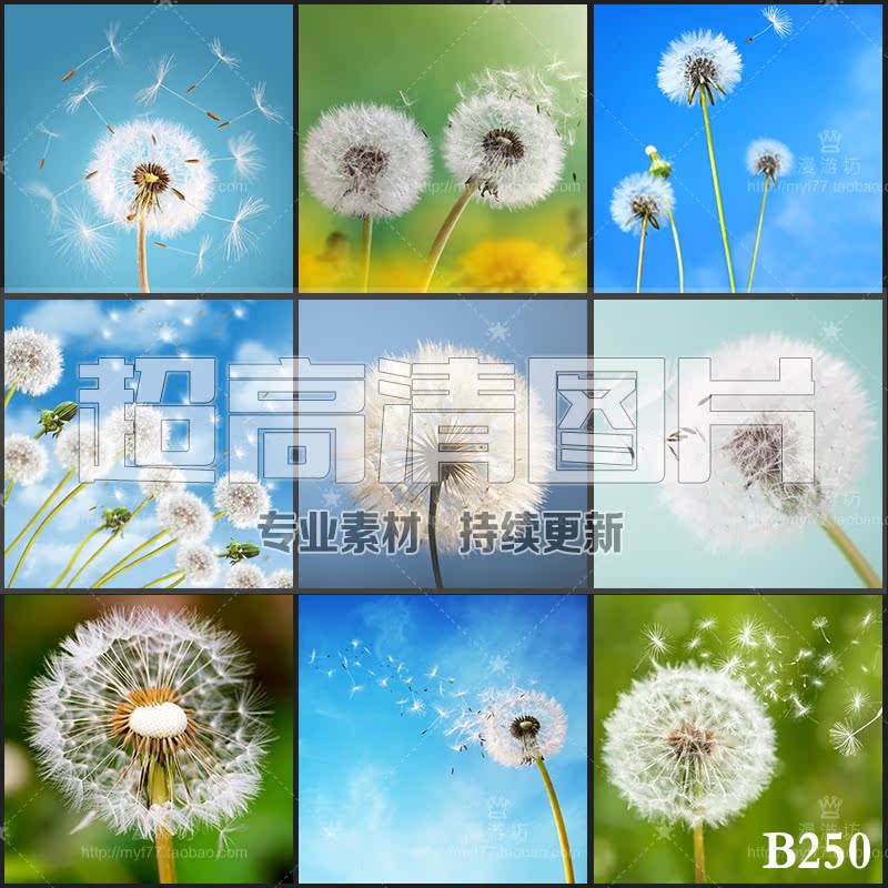 超大超高清图片蒲公英婆婆丁花瓣花朵植物自然美景美工设计ps素材