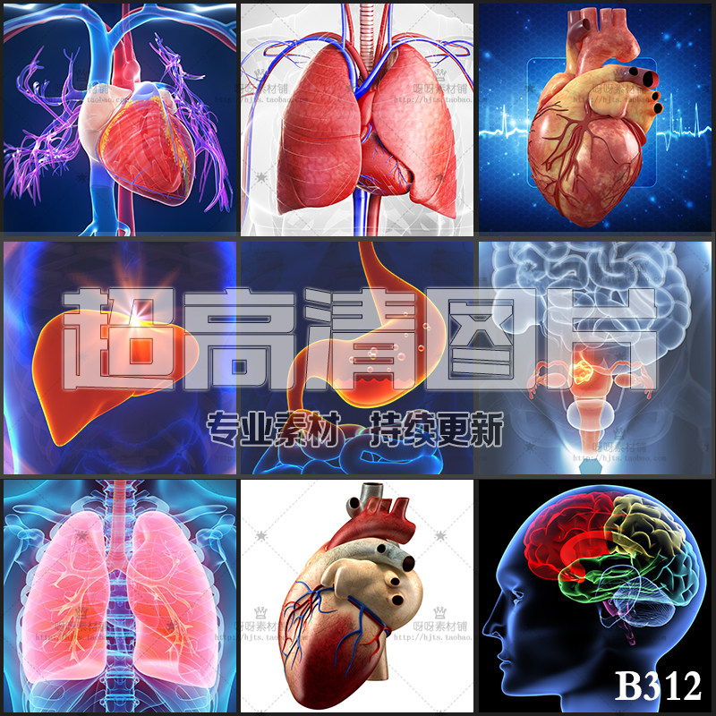 超大超高清图片创意人体器官组织心脏肺部胃肠透视ps平面设计素材