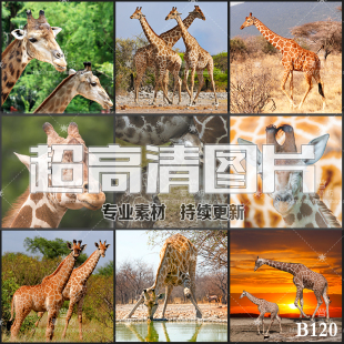 超大超高清图片长颈鹿非洲野生动物世界陆地动物美工设计合成素材