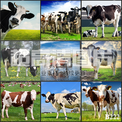奶牛乳牛黄牛牛群牧场蓝天白云草原农场JPG高清图片平面设计素材
