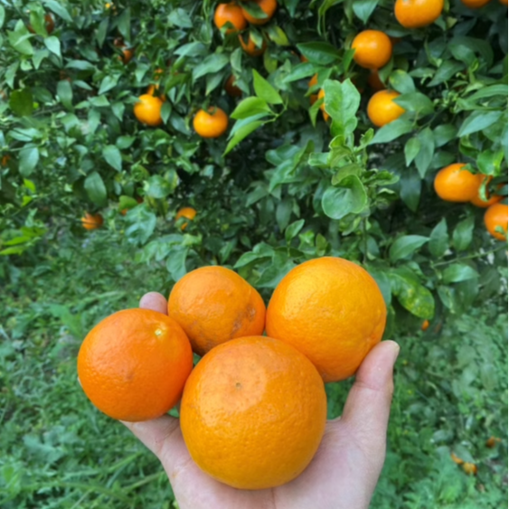 云南水果沃柑甜中带微酸新鲜沃柑现摘发货5斤装中果多数地方包邮