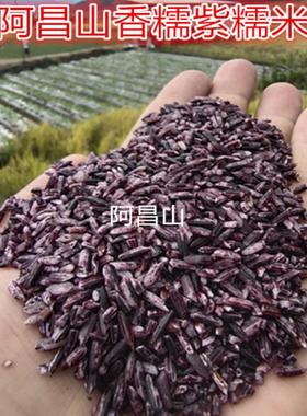 云南老品种紫糯米边境香糯软紫糯米农家五谷杂粮血糯米每份250克