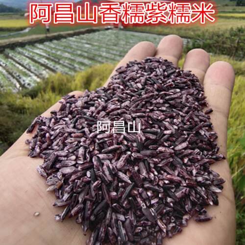 老品种香糯紫米250克五谷杂粮
