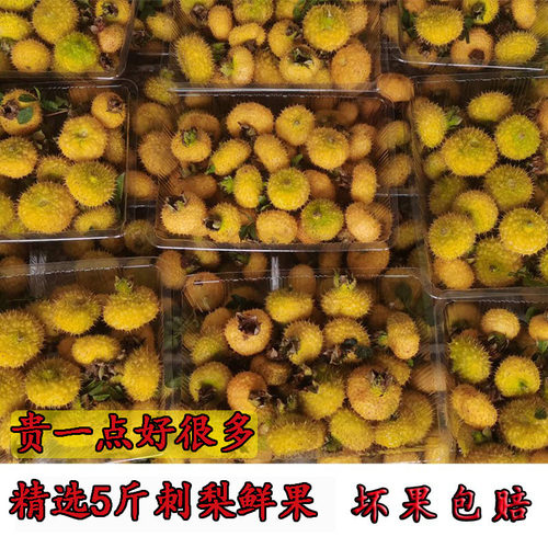【补维C】四川凉山新鲜刺梨果高VC水果应季现摘泡水泡酒精选刺梨
