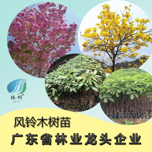 林科紫花风铃黄花风铃观花植物