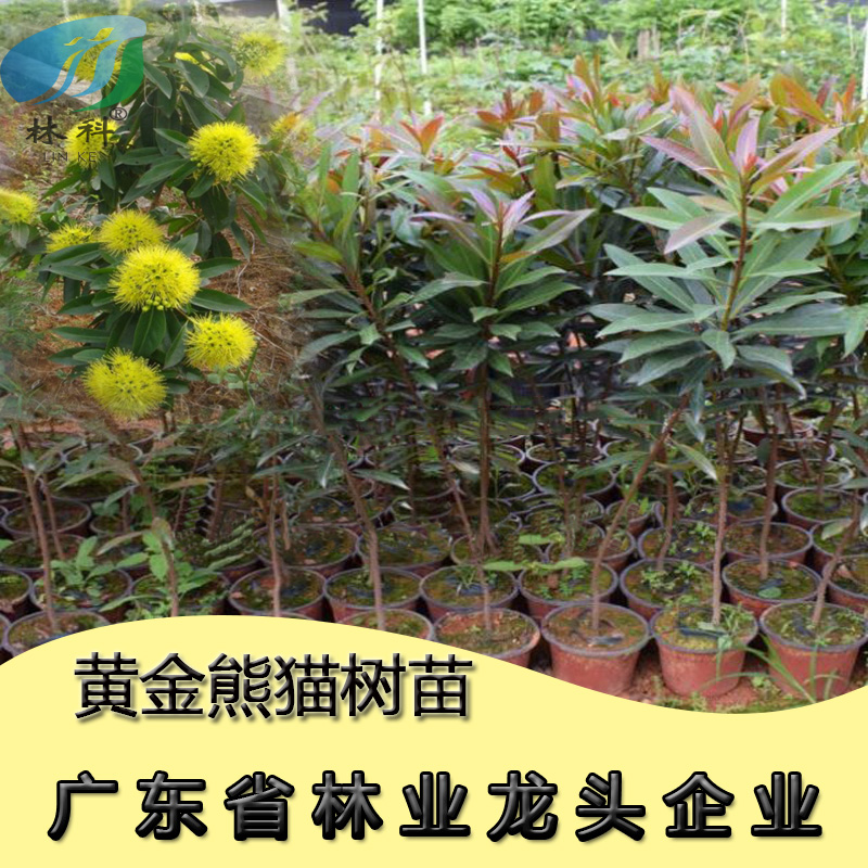 林科黄金熊猫树苗澳洲黄花树