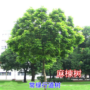 麻楝树苗四季常绿耐寒工程绿化观叶绿植地栽别墅庭院遮荫风景树