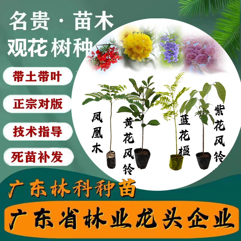 蓝花楹红花楹凤凰木紫黄花风铃树