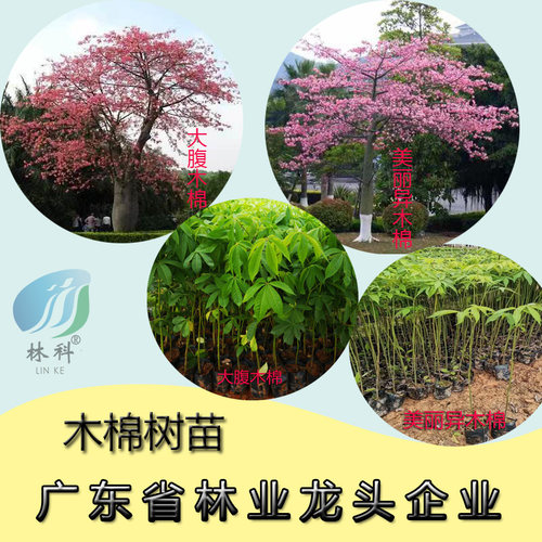 林科美丽木棉大腹木棉观花