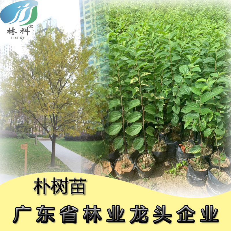 林科朴树树苗工程绿化苗