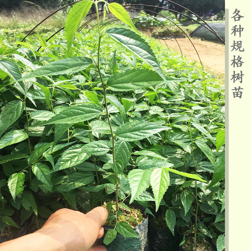 朴树树苗朴树苗朴树树苗朴树小苗占地苗工程绿化苗庭院行道树苗