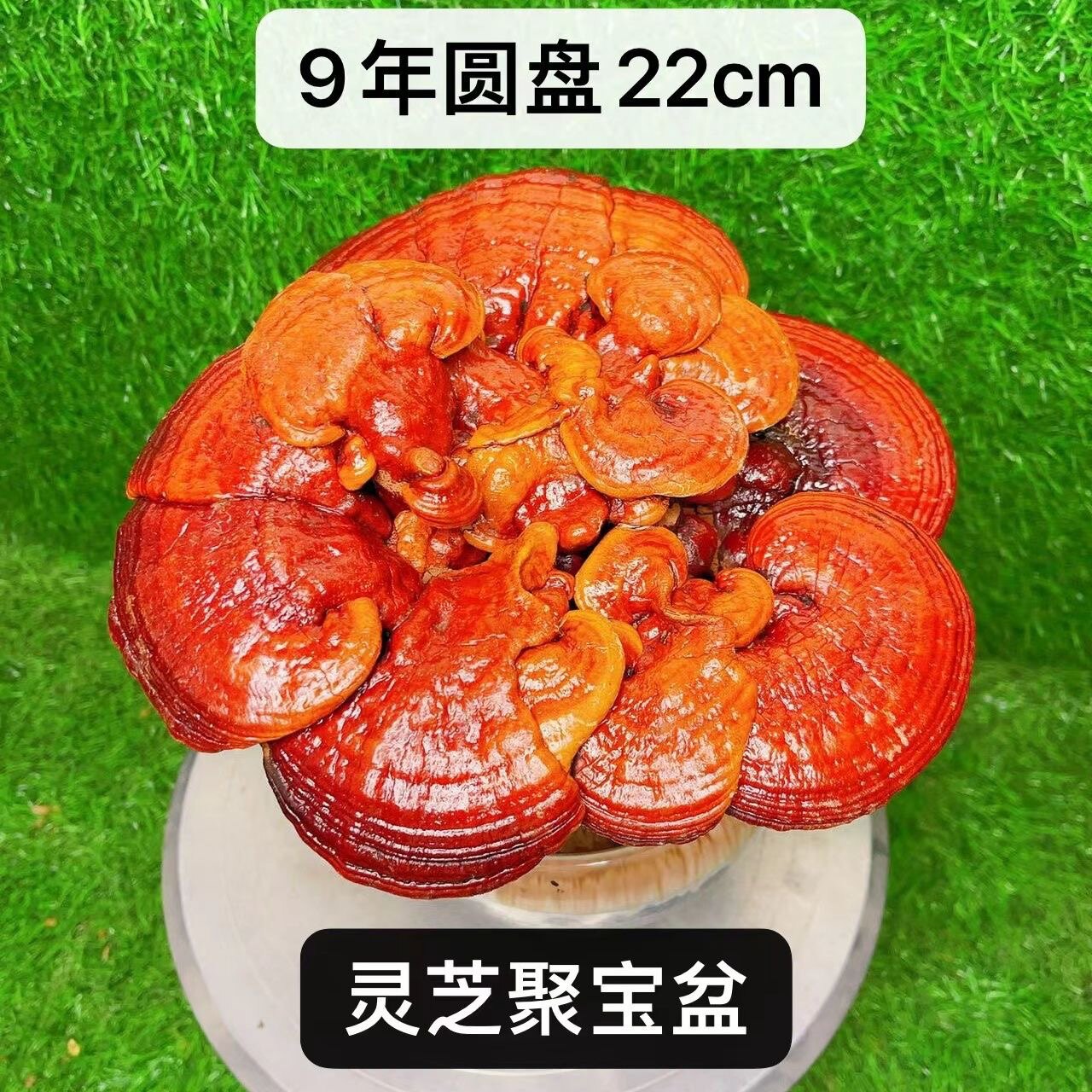活体嫁接灵芝盆栽盆景室内客厅办公桌面观赏摆件送礼净化空气懒人