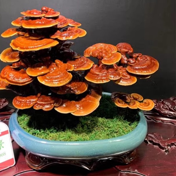 灵芝观赏摆件室内艺术风盆景造型