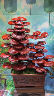 灵芝盆栽干灵芝盆栽灵芝盆景办公室柜子摆件家里盆栽植物净化空气