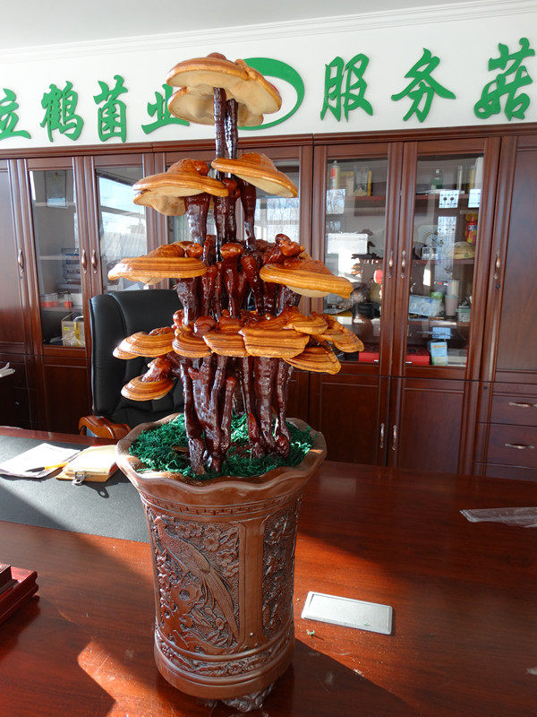 灵芝盆景盆栽活体嫁接赤灵芝室内观赏禅意成品灵芝盆景立鹤菌业图片