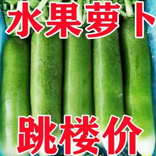 潍县水果萝卜潍坊特产夏庄水果萝卜潍坊青萝卜非天津沙窝萝卜脆甜