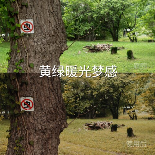 黄绿暖光梦感LUT 达芬奇D-Log极影相机liitAppleLogO-LogRe索尼ZV