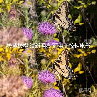 极影相机BlackmagicCALEXA35 极黄极橙清新明亮适用于惊悚电影LUT