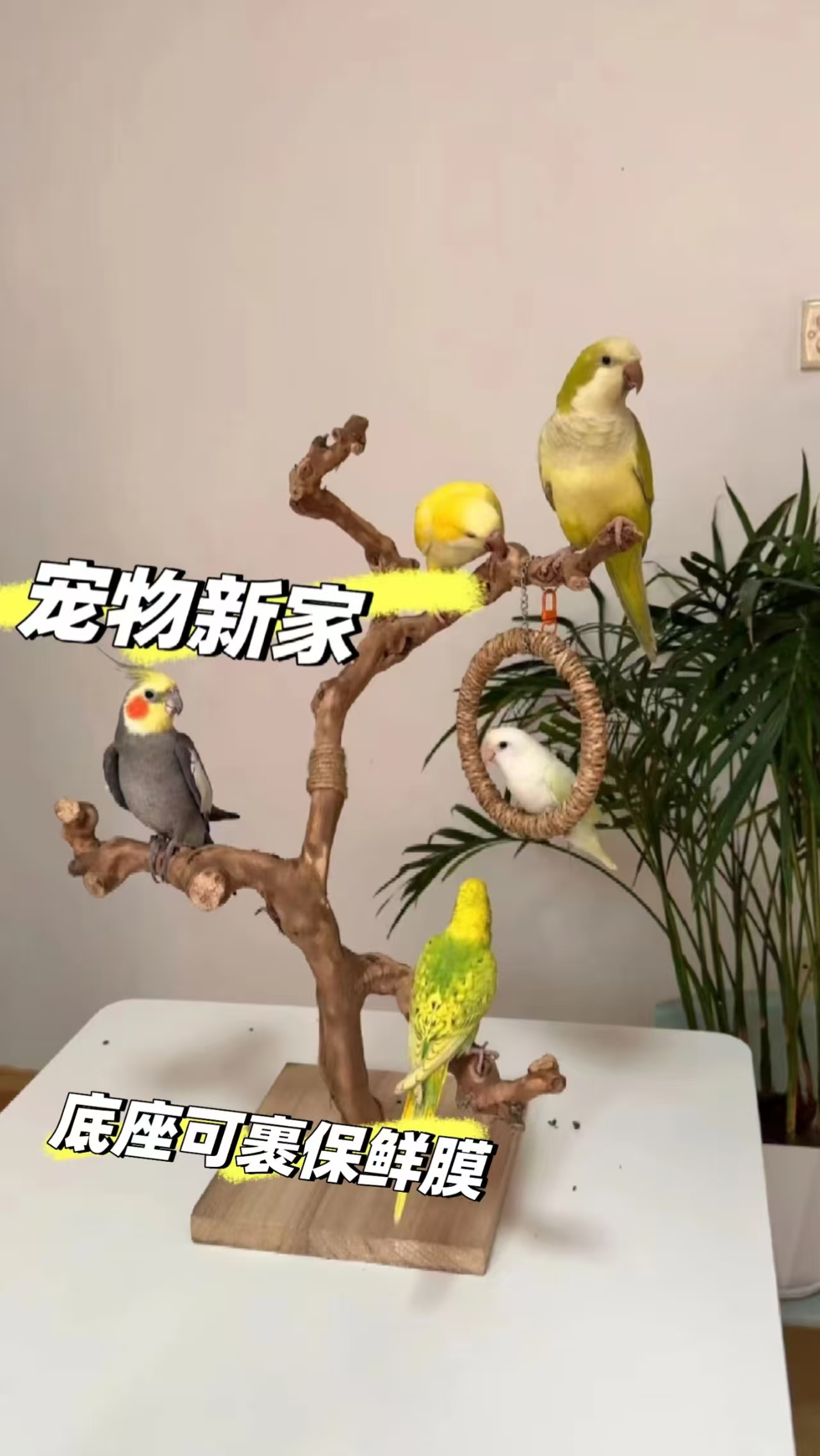 葡萄藤鸟站杆鹦鹉站架树枝训鸟架子站棍落地式虎皮玄风天然秋千杆