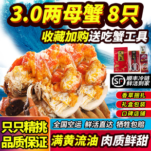 活蟹大闸蟹现货净重精挑2.8 4.2两全母蟹8只特大螃蟹满黄中秋礼盒