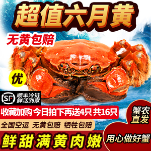 鲜活六月黄大闸蟹洪泽湖满黄满肉