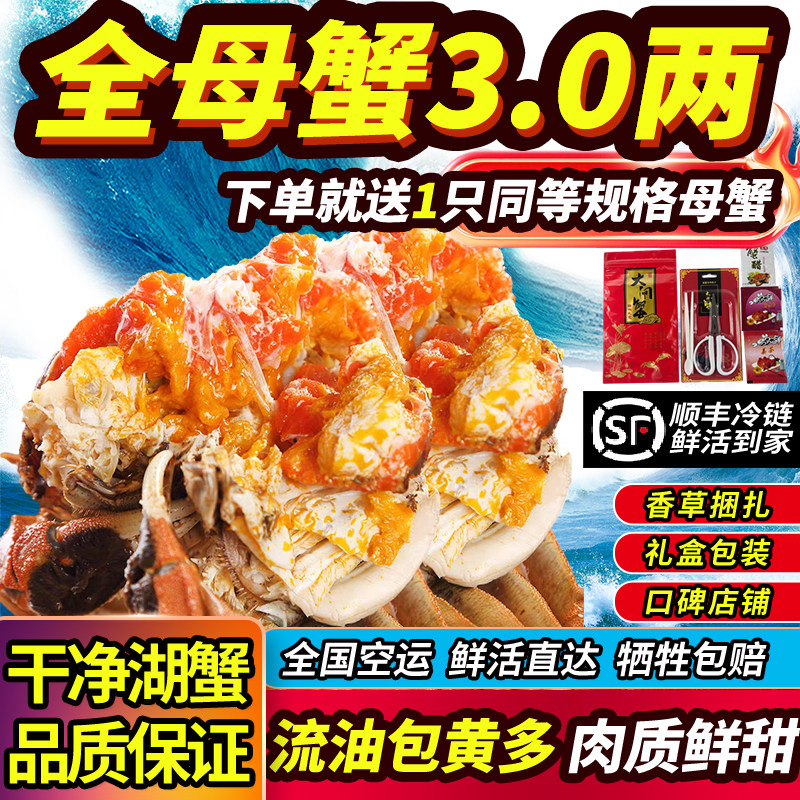 超大鲜活大闸蟹全母蟹大蟹满黄