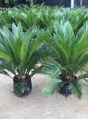 铁树苗铁树盆栽庭院室外树苗室内门口两侧公母一对霸王铁小苗苏铁