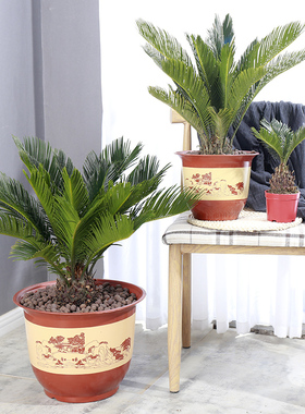 铁树苗铁树盆栽植物大型室外树苗室内门口两侧公母霸王铁小苗苏铁