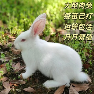 小兔子活物巨型肉兔苗新西兰肉兔花巨兔比利时小白兔活体可选公母